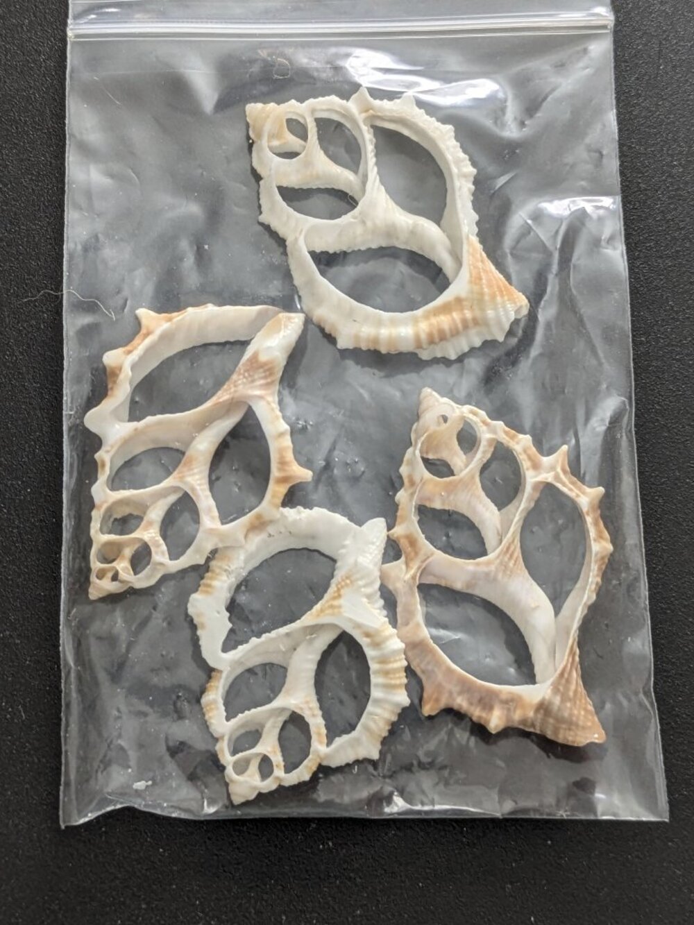 NEW! 4pc Set of Conch Shell Slices - Perfect for Display or Made into Pendants